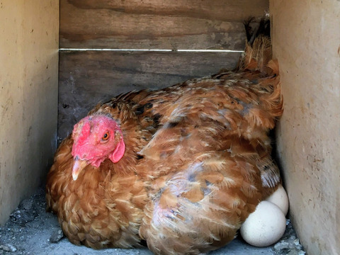 祝❗️新鶏舎完成による値引
比内地鶏の屋外平飼い卵82個+8個(割れ保証)