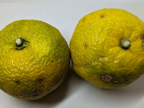 良い香りのゆず/ fragrant Citron (10個) 農薬化学肥料不使用！！