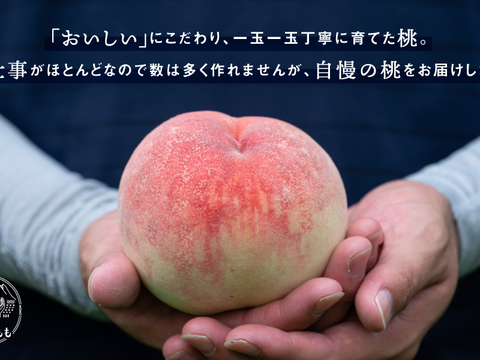 【糖度13度以上 ！！】２玉入り　0.5kg（2玉）　飛騨のたからもも『特選』