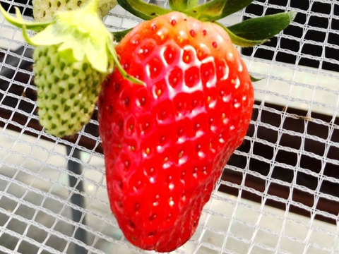 【甘～い！冷凍いちご】品種：あきひめ(2.4kg)