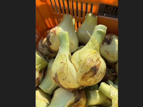 【訳あり数量限定】淡路島産ブランド新玉ねぎ 『にじたま』極早生 5kgダンボール入り（ご家庭用・17～20個前後） 使いやすいM・L・2L混在！◎農家直送