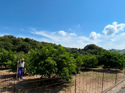【予約 訳アリ】🍊濃厚な甘みと果汁じゅわっ！プリプリ果肉♪の しらぬい５kg 【デコポン同品種／瀬戸内の離島より果汁たっぷり品種おとどけ✨】