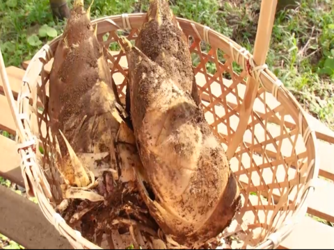 ❤アク抜き不要❤BSフジ植野食堂でご紹介いただきました❤大多喜町特産品（千葉県）たけのこ(4kg)❤肥料も与えておらず柔らかく口に繊維の感覚が残りません　春の味覚！
