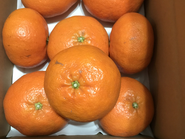 IMMmamaさんの投稿｜食べチョク｜産地直送(産直)お取り寄せ通販 - 農家
