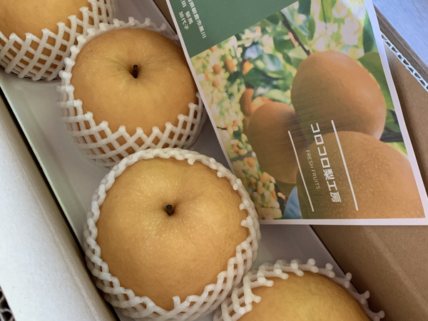 【専用】りんご工房様 特選 (大玉) 青森産 完熟 りんご サンふじ 約3kg 【誠果園】 青森