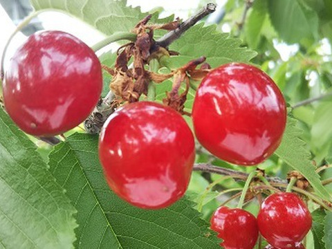 【発送は６月中旬～】さくらんぼ 紅さやか３５０ｇ×２(お家用)「甘酸っぱいのが好みの方にオススメ!!」