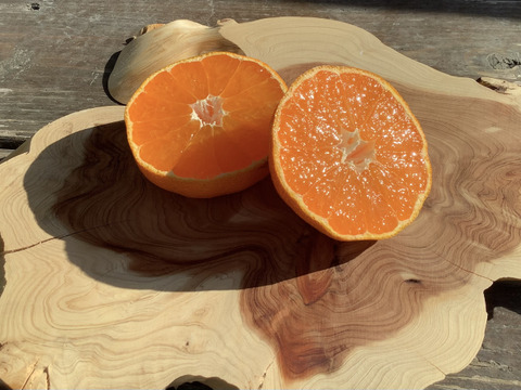 【果汁たっぷり！】知多半島産オレンジ系柑橘1㎏