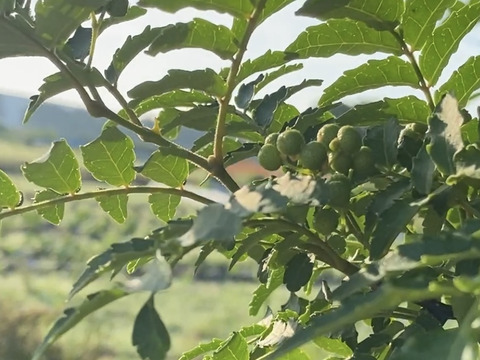 【クール便❄️自然栽培🍀実山椒（生）３００g】爽やかな香りをお届け！発送日に収穫します
