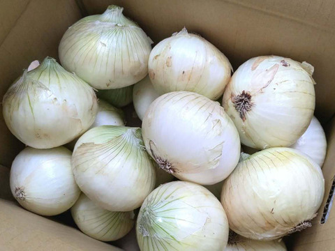 この時期にしか食べられない♪淡路島新玉ねぎ「とろ甘・極早生種」５kg