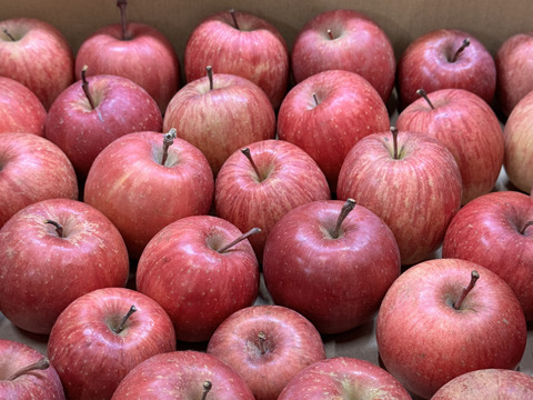 【極小玉・バラ詰め】サンふじ🍎家庭用約4.5Kg🍎毎日りんご　コスパ抜群　青森県産　数量限定