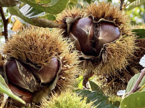 淡路島産！今が旬！あま～い栗（サイズバラバラ1kg)