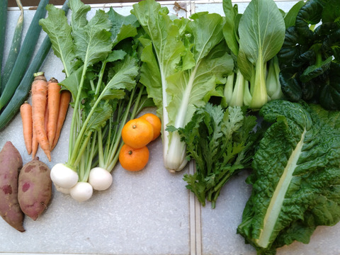 [定期購入] ギュッとお得用セット Sサイズ(約7品)