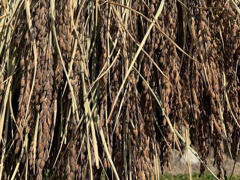 藤原様専用：【農薬・肥料不使用】栄養豊富な自然栽培古代米の緑米1.2kgⅹ2【もち玄米】【令和5年産】