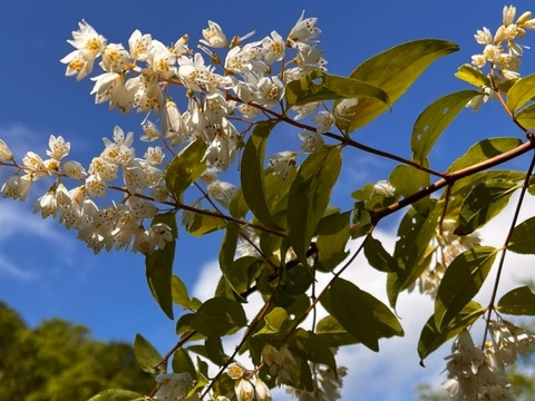 野生日本蜜蜂　発酵蜜【非加熱の生はちみつ】1個110g
