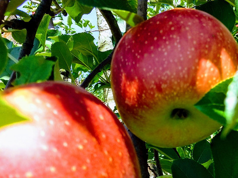 信州りんご🍎パック入り