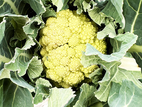 【芸術的野菜！】ロマネスコ（2個）農薬・化学肥料不使用