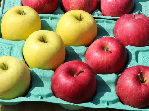 葉とらずサンふじ&シナノゴールド パリパリ食感でおいしい組み合わせ！ 家庭用 5kg（12〜26個）