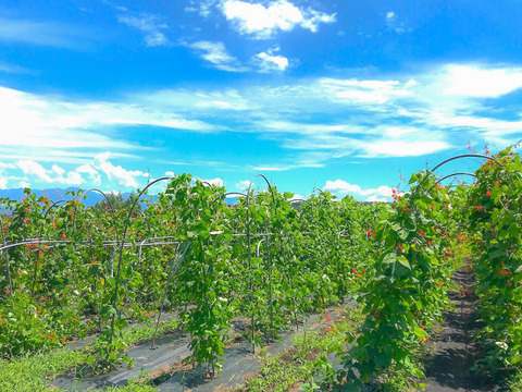 ほくほく美味しい！『高原白花豆』 農薬・化学肥料・除草剤不使用   200g
