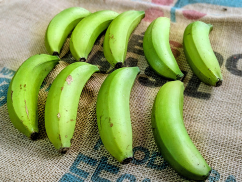沖縄からの贈り物　台湾系島バナナ1㎏【農薬・除草剤・化学肥料不使用】