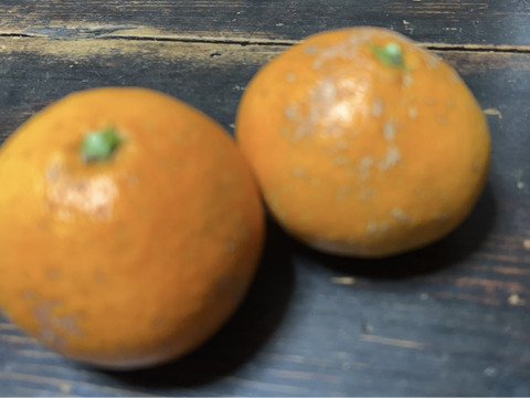 【早生アソート】見た目はあまり良くないけれど甘酸っぱい早生みかん2キロ【農薬不使用】