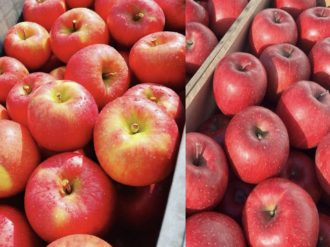 權之丞の葉取らずミックス！　🏆2025年りんごGP金賞受賞🎊葉取らず高徳&葉取らずサンふじ　家庭用2kg【5〜10個入り】