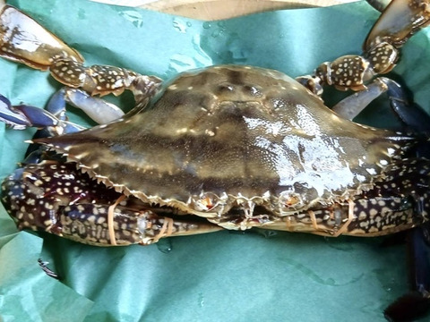 大きめワタリガニ　約3kg（5～6匹）