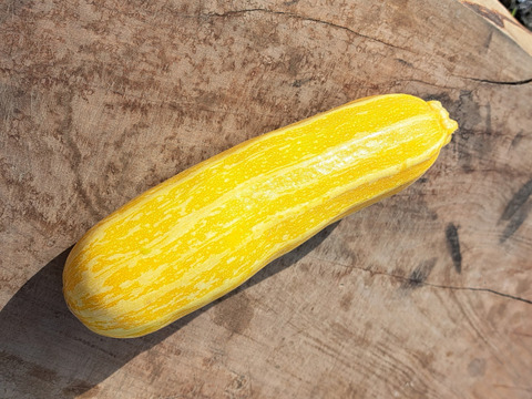 とっても可愛いズッキーニ「ゴールドマイン」/栽培期間中農薬、化学肥料不使用/1.3～1.5Kg/5,6本前後