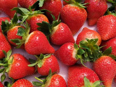 イチゴ ２パック  もぎたて新鮮 香り豊か！