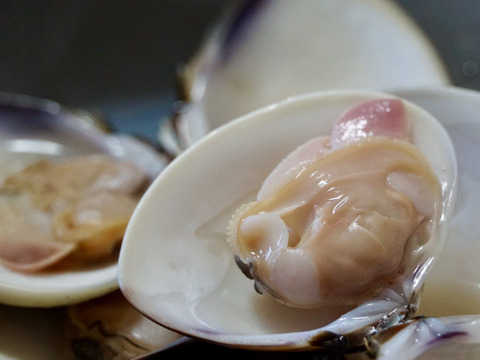 ワイワイみんなで酒蒸し＆BBQにどーぞ♪九十九里産　活けはまぐり３kg(35～55個位)