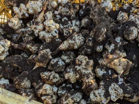 【予約増量♫】健康を気遣うあなたへ　菊芋　3000g→3150g  from 名水の里　神奈川県秦野市