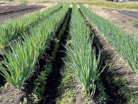 栽培期間中【農薬不使用】湘南の白ねぎ（２㎏）