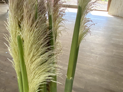 【パンパスグラス３本（85㎝）】産地直送、ドライフラワーとして人気！長く楽しめます。大きくふわふわした花穂が、空間を一瞬で「映える空間」に変えてくれます。
