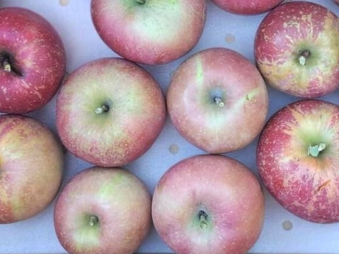 【お試し規格】青森りんご 訳あり C品　約5kg　13～23玉 農家直送　お得にたくさん食べたい方へ