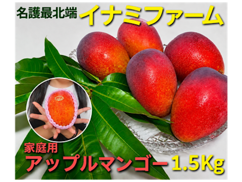 ★2026年予約開始★≪家庭用≫名護市最北端 イナミファームの家庭で楽しむ アップルマンゴー  1.5ｋg