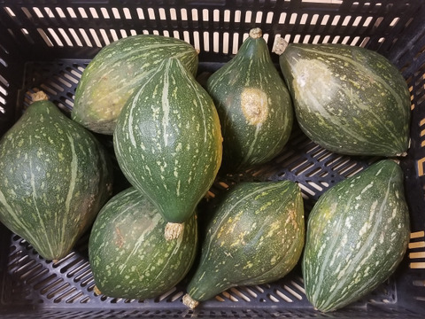 珍しい‼️ラグビーボール型のかぼちゃ ロロン (1.2~2kg、1個)農薬不使用
