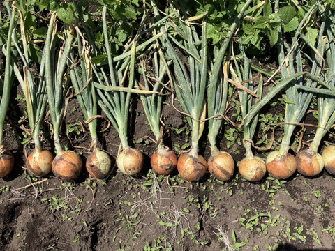 【業務用。激安！！】新玉ねぎ：スパート１０kg（栽培期間中農薬・化学肥料不使用）