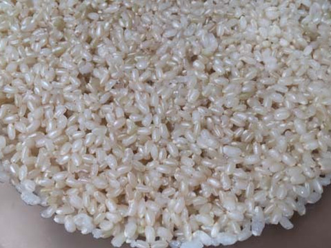 【おうちごはん応援米の玄米】真空パック5Kg×3袋　15Kg　新潟米　精米したて：冷めると甘みが増します。【業務用米簡易包装の真空パック】