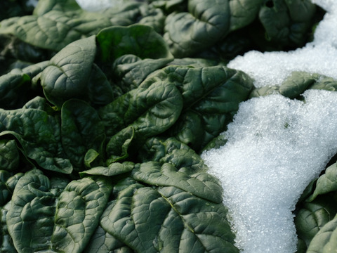 年末限定！多めのお野菜セット〈里芋は必ず1kg入ります！〉