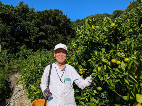 あじこい！由良のゆら早生みかん！】秀品 10kg Mサイズ 贈答用：和歌山