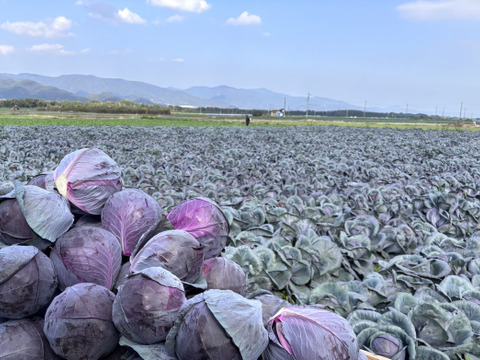彩り鮮やか！　レッドキャベツ（紫キャベツ）厳選大玉　６玉入り