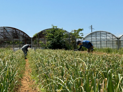 農薬/化学肥料不使用【生ニンニク】福地ホワイト六片・LM混在・1kg　‐数量限定特価‐