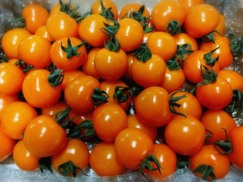 プチプチ食感！オレンジミニトマト