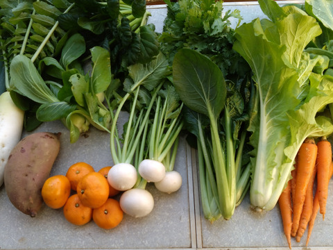 ギュッとお得用セットＭサイズ(約10品)