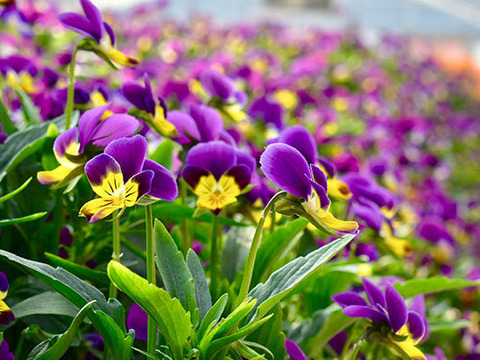 【期間限定】火曜、水曜発送なら30輪別に同梱プレゼント！伊勢志摩産JGAP認証エディブルフラワー ビオラ（３色すみれ）100輪＋おまけ３０輪 食用花 水耕栽培