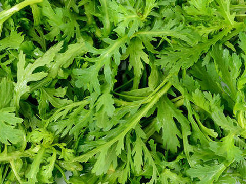 香りスッキリ!春菊800ｇ～農薬/化学肥料・不使用