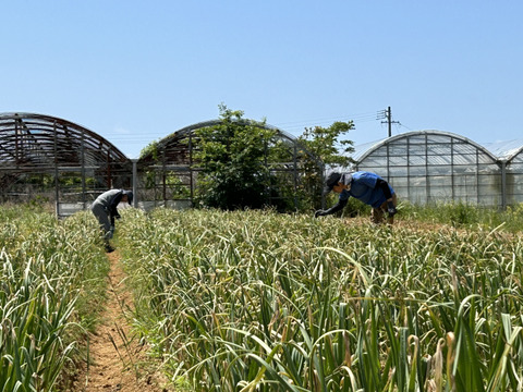 農薬・化学肥料不使用！にんにく(福地ホワイト六片)Sサイズ・1kg