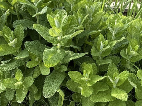 農家直送 生アップルミント 10g 茎付きフレッシュハーブ 農薬不使用栽培