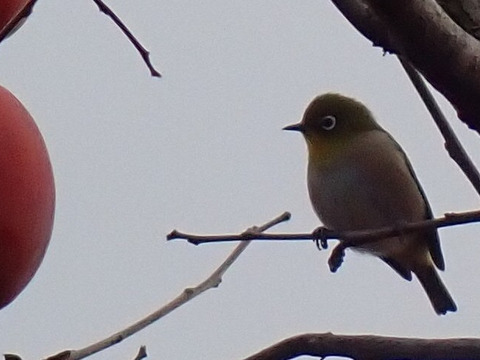 干し柿用 渋柿 あたご柿 愛宕柿 約5.5Kg（１個230g前後）