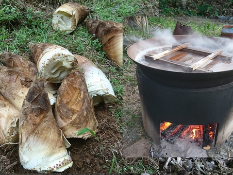 「朝イチ」大釜湯がきたけのこ（1.5Kg）