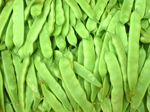 元気モリモリ＊モロッコいんげん＊1kg~農薬/化学肥料・不使用